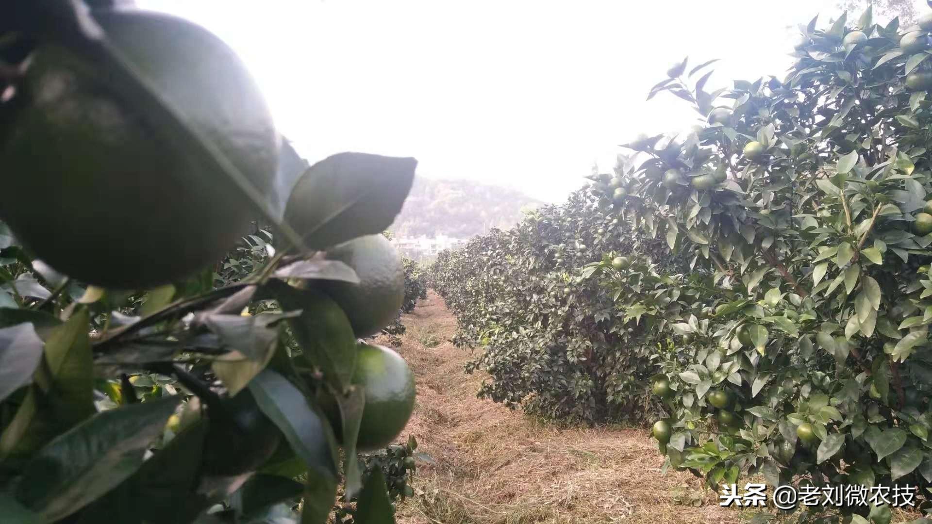 沃柑花芽分化能夠用多效唑嗎有毒嗎視頻講解一下_三年的沃柑樹(shù)秋梢留多長(zhǎng)才好