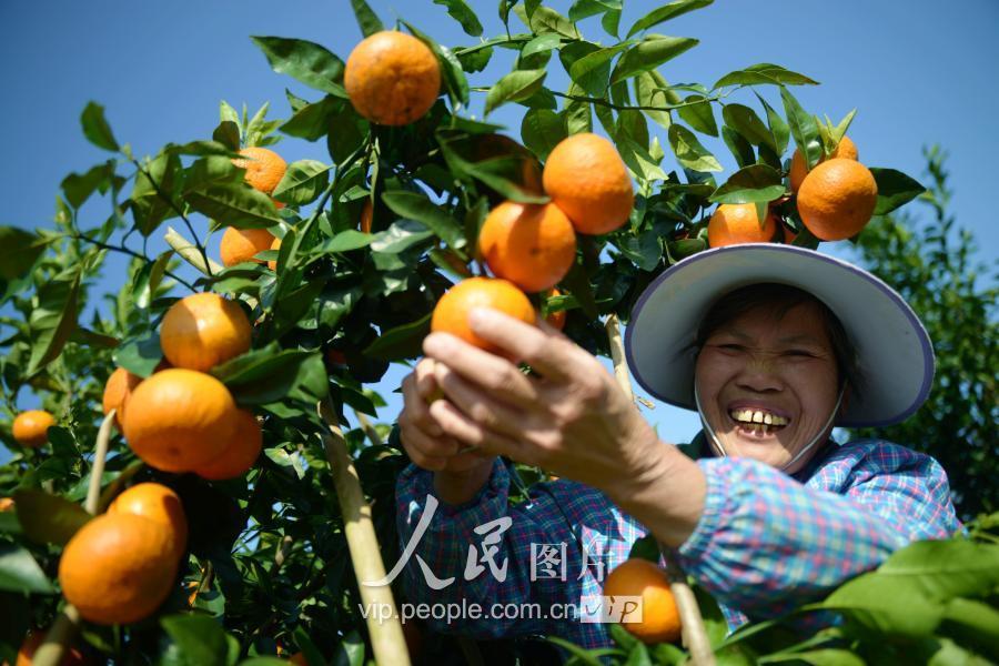 柑橘晚熟品種大全_第一年掛果沃柑幾月施壯果肥好