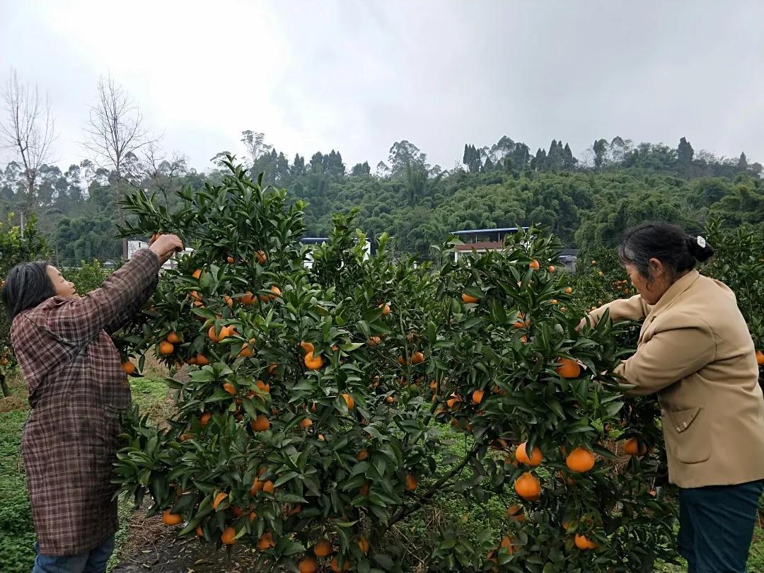 井研柑橘品種_樂山血橙采摘地點